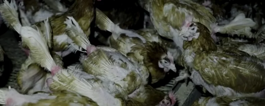 Free range chickens in a shed